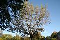 Dead Tree that Came Back Alive 2011 in Front